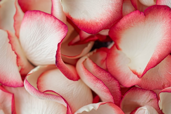 Rose Petals Travels: Your At-Home Travel Agency